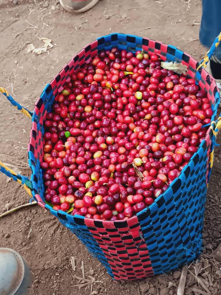 Premium ripe Ethiopian coffee cherries